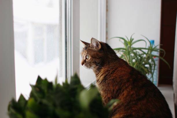 istock Brown cat sitting near the window 1445546268