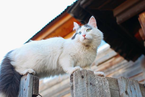 istock Cat with different colored eyes on the fence 1445546270