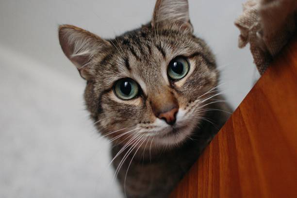 istock Portrait of  cat looking down 1445546279