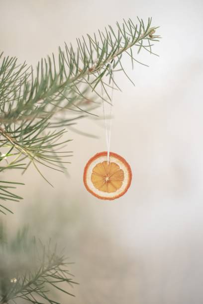 istock Dried orange slice ornament on pine branch 1445546332