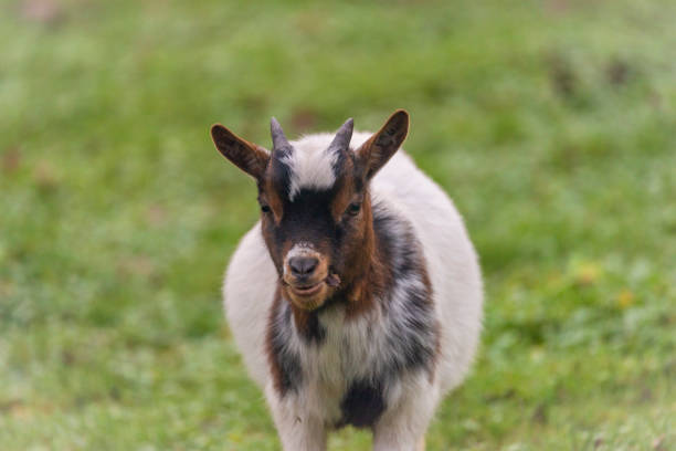 istock Young goat on green autumn grass in cloudy day 1445548210