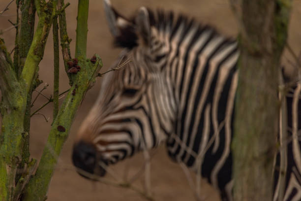 Zebra head in cloudy dark winter day with dry trees