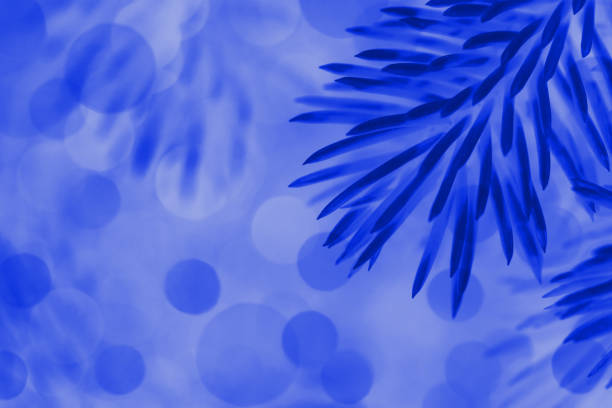 A DSLR photo of a fir tree branch. Toned and negative effect image. Can be used as a winter, Christmas, New Year holiday background.