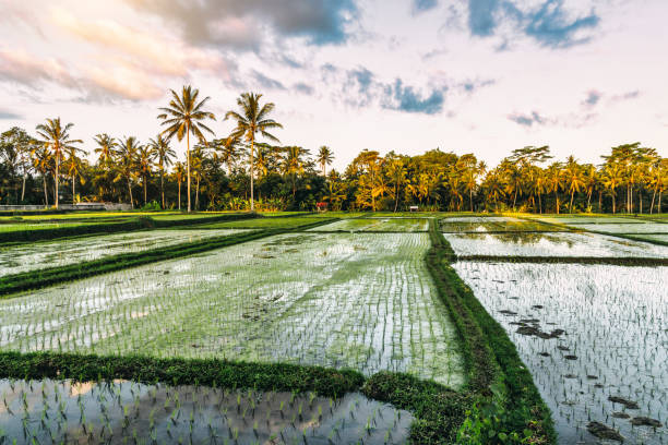 istock Sunset over rice fields in Bali, Indonesia 1445548386