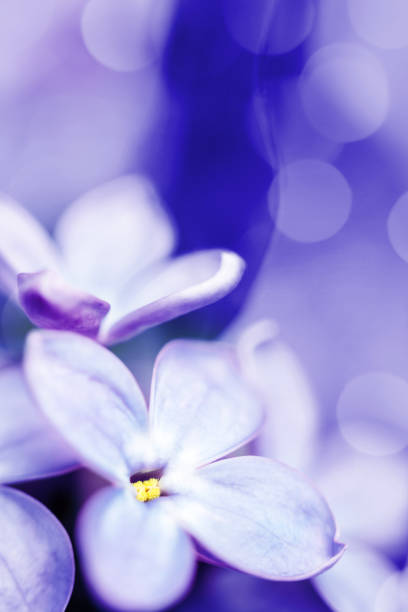 istock Lilac blossom close-up background with copy space 1445548394