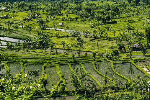 Rice terraces on Bali island, Indonesia