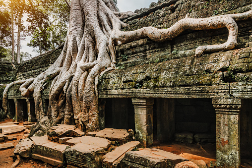 huge old Tree, Ta Prohm Temple, Angkor Wat, Siem Reap, Cambodia