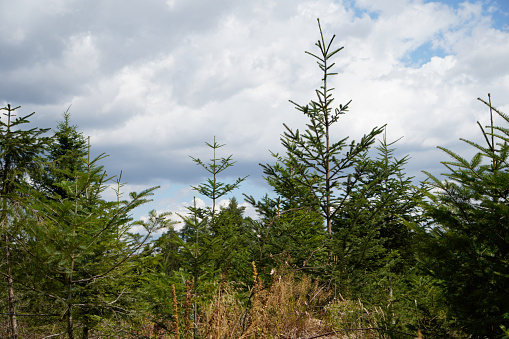 Young green conifers as a reforestation in the forest