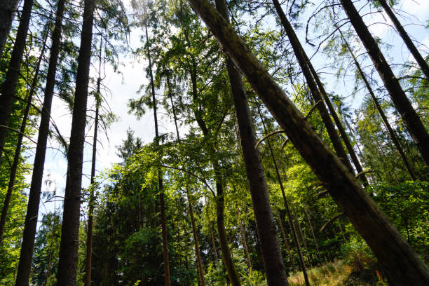 istock Forest dieback due to climate change, drought and storms and deforestation 1445549651