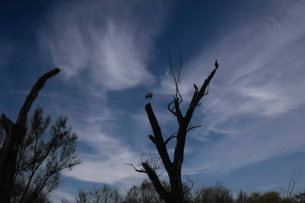 bird wildlife cormorant sitting on an old tree at the danube
