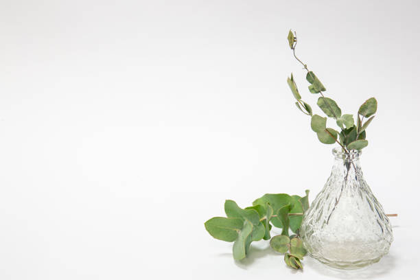 istock Glass vase with eucalyptus leaves isolated on white background. 1445550663