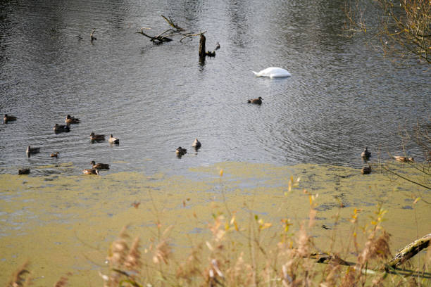 water bird like swan, duck or cormorant at danube river