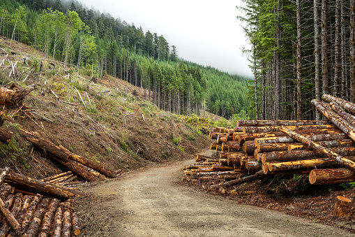 Lake Cowichan, BC Canada - July 3, 2022: Logging on McLure Main Road, Caycuse, near Lake Cowichan, Vancouver Island, BC Canada