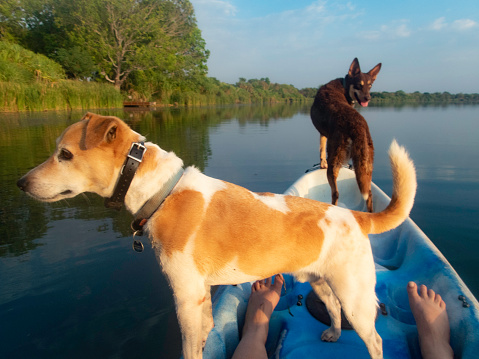 Kayaking with dogs on the Ord River Western Australia