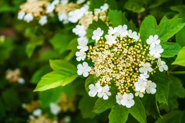 Photo of Viburnum vulgaris blooms in early summer on a branch of green shrub
