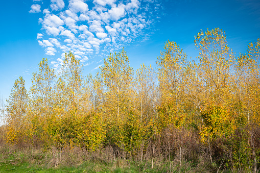 Gold colored poplar trees (latin name: Populus) in recreation area Bentwoud, Netherlands on a sunny day in autumn.