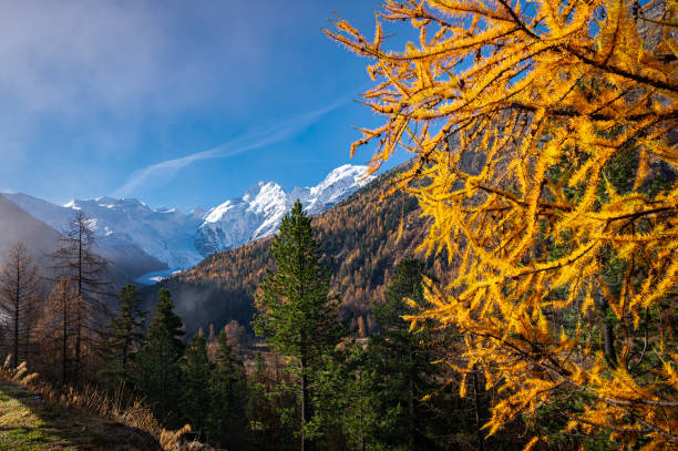 morteratschgletscher und tal mit lärchen an einem sonnigen herbsttag - engadine alps landscape autumn european alps stock-fotos und bilder