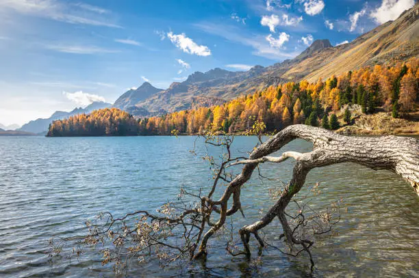 Scenic image of a large branch of a tree hanging over the water of Lake Sils in Switzerland on a sunny day in October.