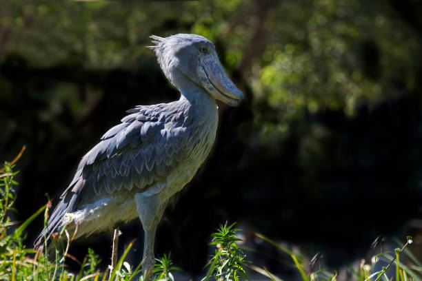 istock Shoebill, Balaeniceps rex, in a relaxed pose 1445557060