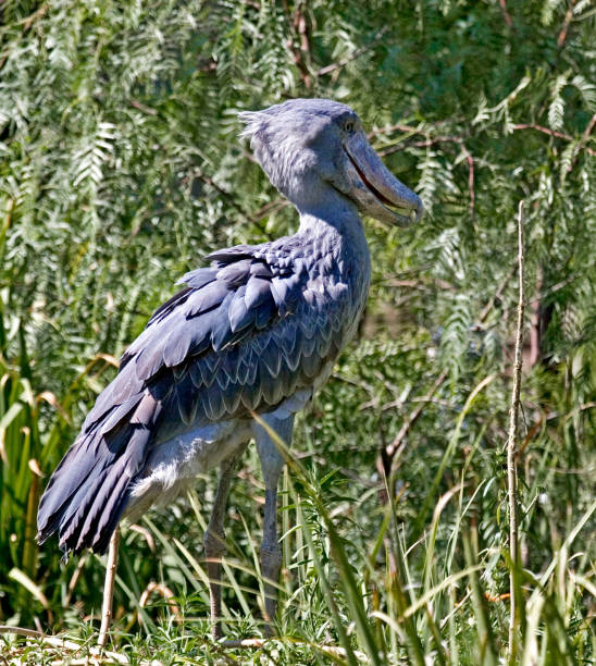 istock View of a Shoebill, Balaeniceps rex, in vegatation 1445557067
