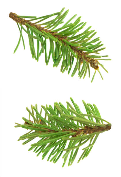 istock Set of coniferous tree branches pine and spruce isolated on white. conifer sprigs. Christmas decor. 1445558691