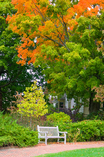 A singular bench rests on the side of a brick walkway under the branches of a maple tree displaying autumn foliage.