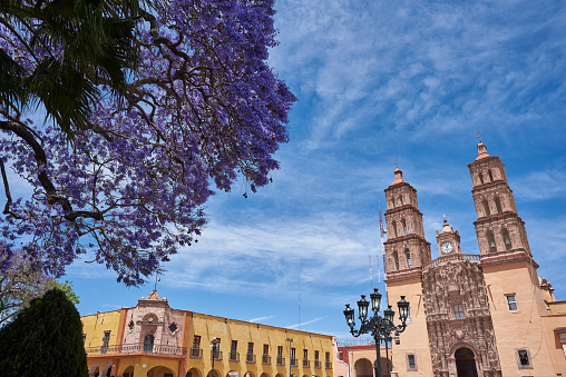 Parroquia Cathedral Dolores Hidalgo in Guanajuato, Mexico, with Jacaranda tree. Dolores Hidalgo is the cradle of Mexico Independence Where Father Miguel Hidalgo made his Grito starting the 1810 War of Independence in Mexico.