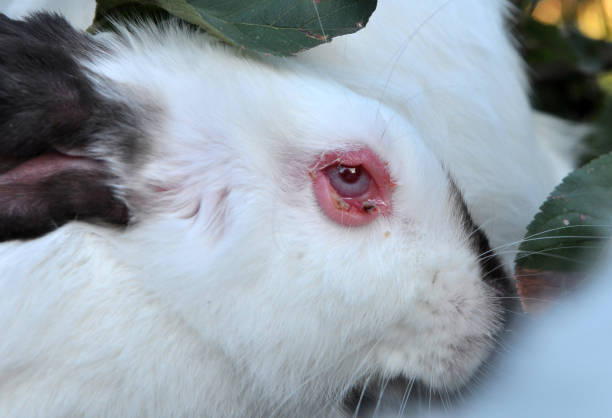 Home rabbit patient with viral myxomatosis disease
