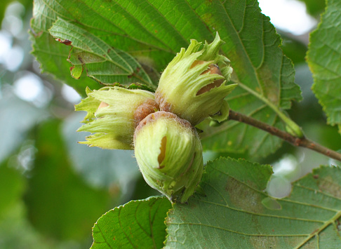 Nuts ripen on the branch of the hazel bush