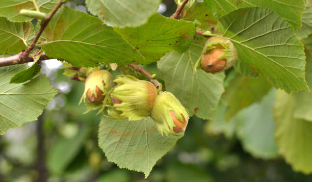 Nuts ripen on a hazel branch Nuts ripen on the branch of the hazel bush hazel tree stock pictures, royalty-free photos & images