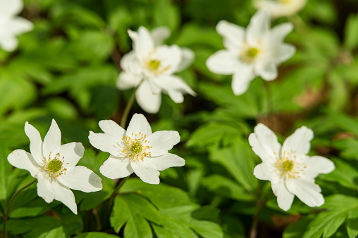 Close-up of wood anemones (Anemonoides nemorosa) in bloom. Also known as windflower or European thimbleweed, wood anemones are an early-spring flowering plant in the buttercup family.