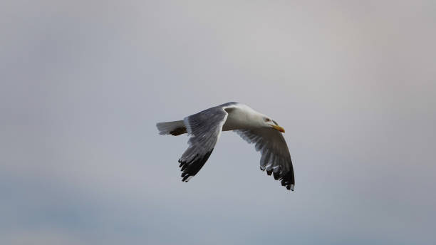 istock seagull spread its wings in a clear blue sky 1445564715