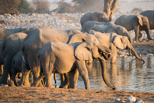 Herd of elephants drinking in a waterhole during sunset. Namibia