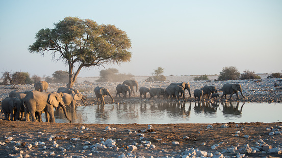 Beautiful namibian landscape. Group of elephants in a a waterhole. Africa