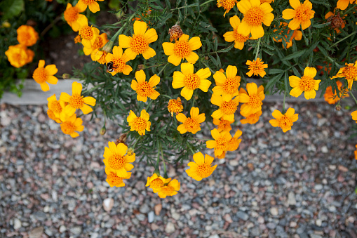 summer garden with luscious flowerbeds, Tagetes tenuifolia