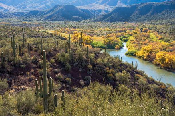 istock Changing leaves in the Verde River Valley 1445566755