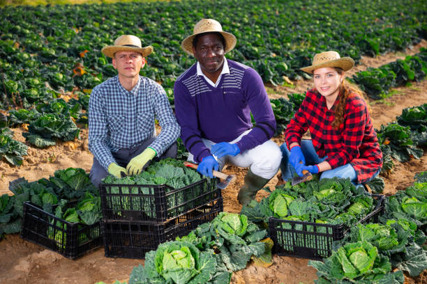 istock Successful horticulturists with harvested savoy cabbage on farm field 1445566758
