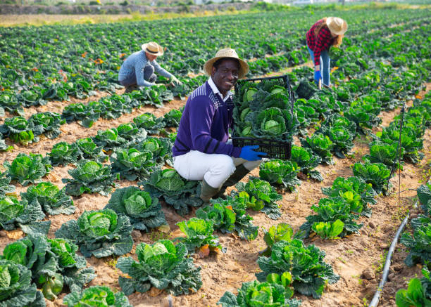 istock African american farm worker with cabbage during harvest 1445566776