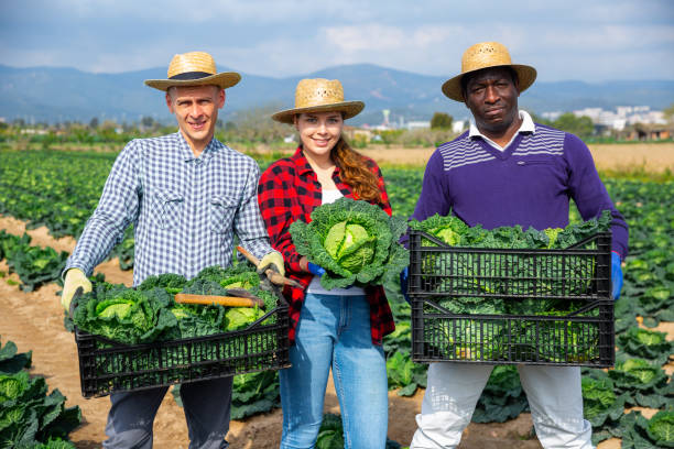 istock Successful horticulturists with harvested savoy cabbage on farm field 1445566782