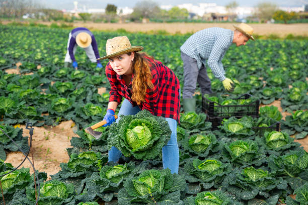 istock Young female farmer harvesting fresh savoy cabbage 1445566789