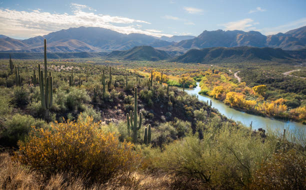 Changing leaves in the Verde River Valley stock photo