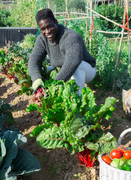 istock African american man harvests beets from a garden bed 1445567163