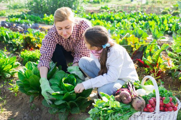 Young woman with a teenage girl  hoeing spinach bushes in the vegetable garden Hardworking young woman with a teenage girl growing organic crops in the vegetable garden, hoeing spinach bushes in the 
garden bed hobbyist stock pictures, royalty-free photos & images