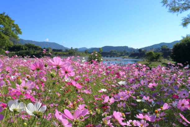 istock Cosmos flowers decorating the riverbed (Miyamae Park, Ochi-cho, Kochi Prefecture) 1445567239