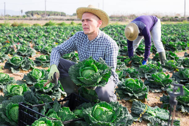 Man farmer picking green cabbage at a vegetable farm on a sunny spring day