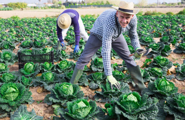 istock Man farmer picking green cabbage at a vegetable farm 1445568231