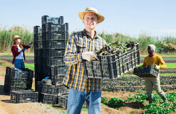 istock Farmer carrying box with picked red komatsuna 1445568282