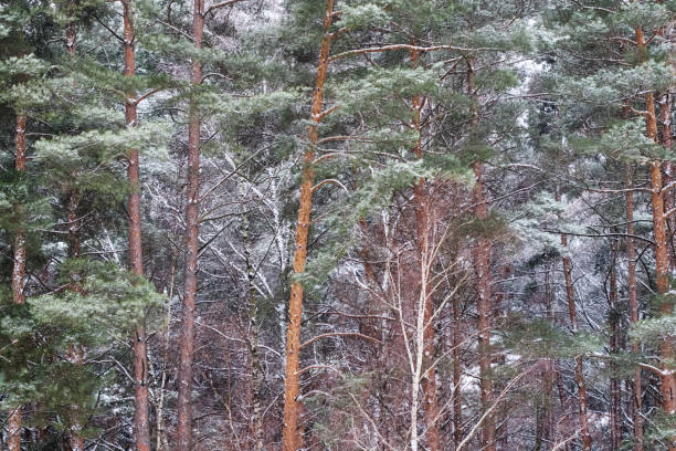 istock Snowy winter forest with beautiful pine trees. Winter background 1445573959