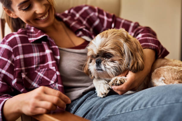 istock Shih Tzu dog enjoying while resting on his owner's lap at home, 1445574856