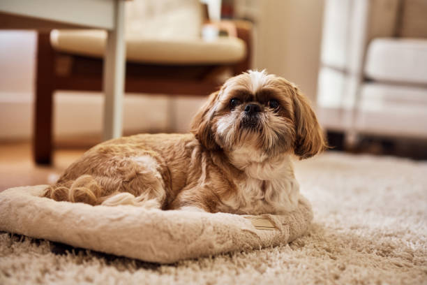 istock Shih Tzu relaxing on the carpet at home. 1445574912